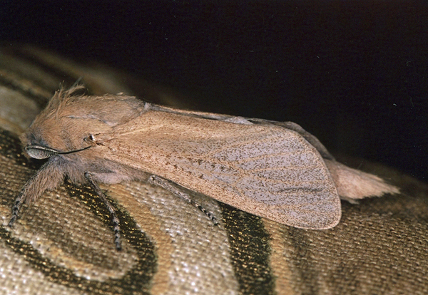 /filer/webapps/moths/media/images/I/irrorata_Phragmataecia_A_Roland_01_Dmb1r6H.jpg