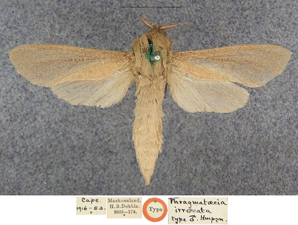 /filer/webapps/moths/media/images/I/irrorata_Phragmataecia_HT_NHMUK.jpg