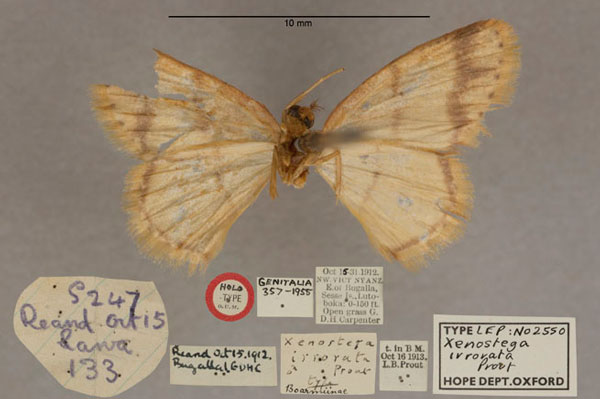 /filer/webapps/moths/media/images/I/irrorata_Xenostega_HT_OUMNH_02.jpg