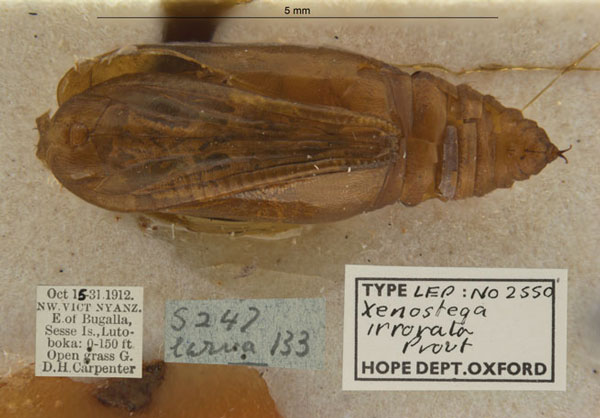 /filer/webapps/moths/media/images/I/irrorata_Xenostega_P_OUMNH.jpg