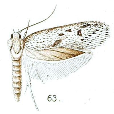 /filer/webapps/moths/media/images/I/irroratella_Blastobasis_HT_Walsingham_6-63.jpg