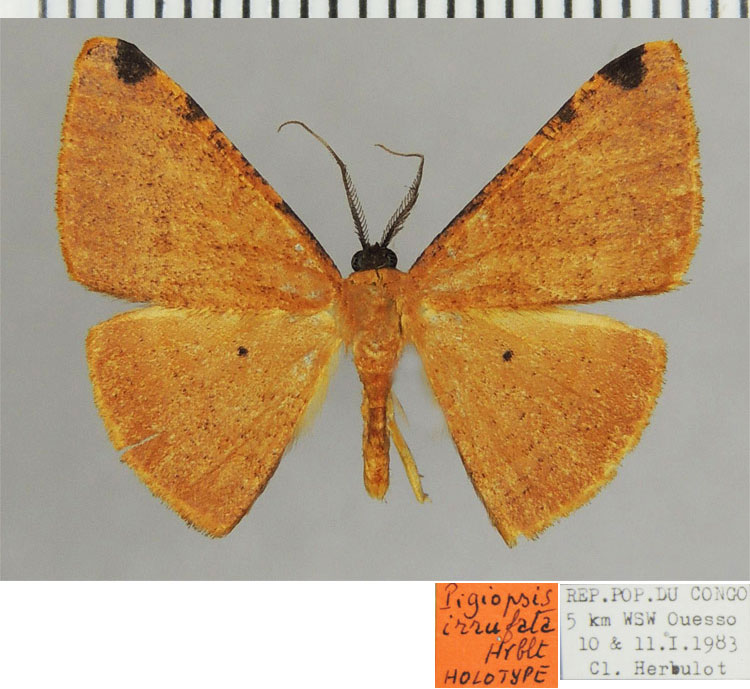 /filer/webapps/moths/media/images/I/irrufata_Pigiopsis_HT_ZSMa.jpg