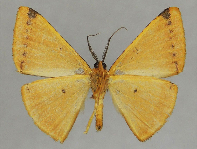 /filer/webapps/moths/media/images/I/irrufata_Pigiopsis_HT_ZSMb.jpg