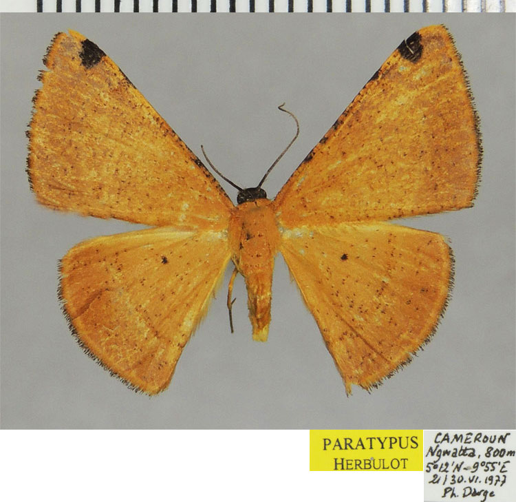 /filer/webapps/moths/media/images/I/irrufata_Pigiopsis_PTF_ZSM.jpg