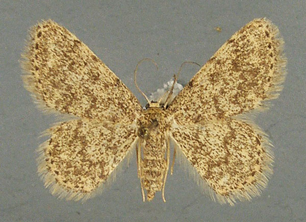/filer/webapps/moths/media/images/I/irrufata_Scopula_AF_TMSA.jpg