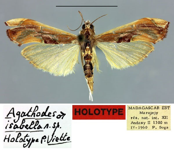 /filer/webapps/moths/media/images/I/isabella_Agathodes_HT_MNHN.jpg