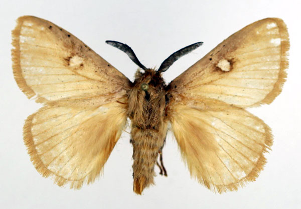 /filer/webapps/moths/media/images/I/isabellina_Chrysopoloma_AM_Basquin_01.jpg