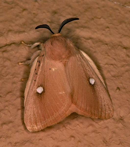 /filer/webapps/moths/media/images/I/isabellina_Chrysopoloma_A_Roland_01.jpg