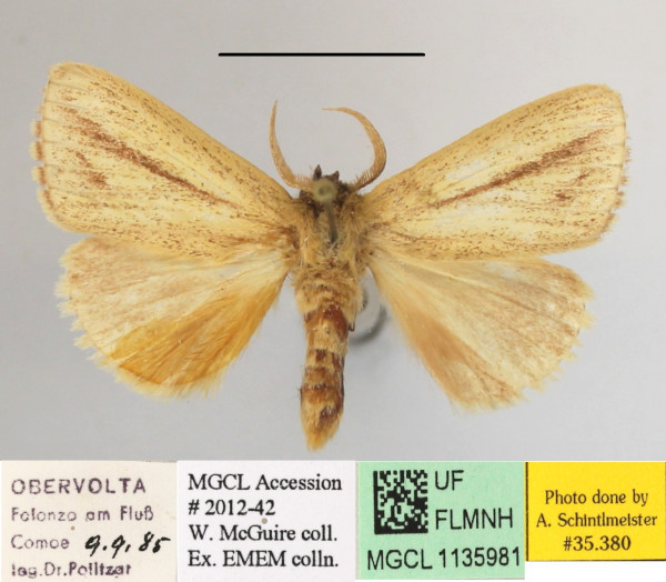 /filer/webapps/moths/media/images/I/isabellina_Xanthodonta_A_MGCLa_01.JPG