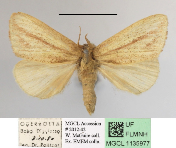/filer/webapps/moths/media/images/I/isabellina_Xanthodonta_A_MGCLa_02.JPG