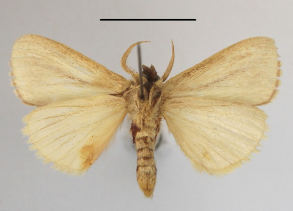 /filer/webapps/moths/media/images/I/isabellina_Xanthodonta_A_MGCLb_01.JPG