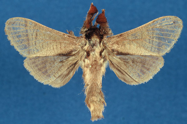 /filer/webapps/moths/media/images/I/isakaensis_Haberlandia_HT_RMCA_wB36mJr.jpg