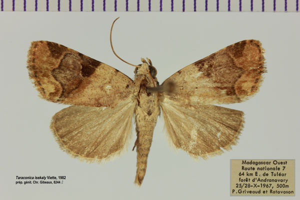 /filer/webapps/moths/media/images/I/isekaly_Taraconica_AM_MNHN.jpg