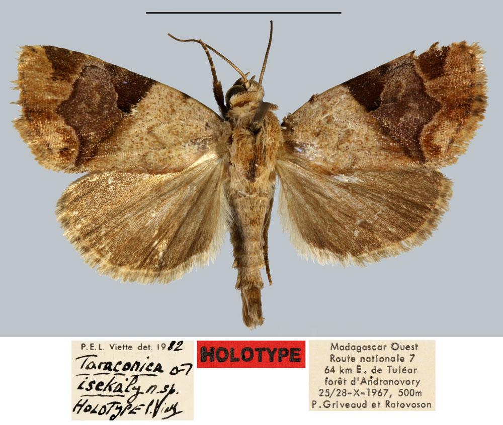 /filer/webapps/moths/media/images/I/isekaly_Taraconica_HT_MNHN.jpg