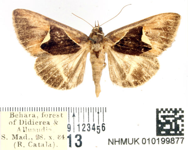 /filer/webapps/moths/media/images/I/iselaea_Oglasa_AM_BMNH_01.jpg