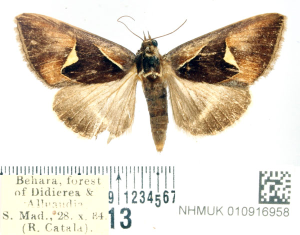 /filer/webapps/moths/media/images/I/iselaea_Oglasa_AM_BMNH_02.jpg