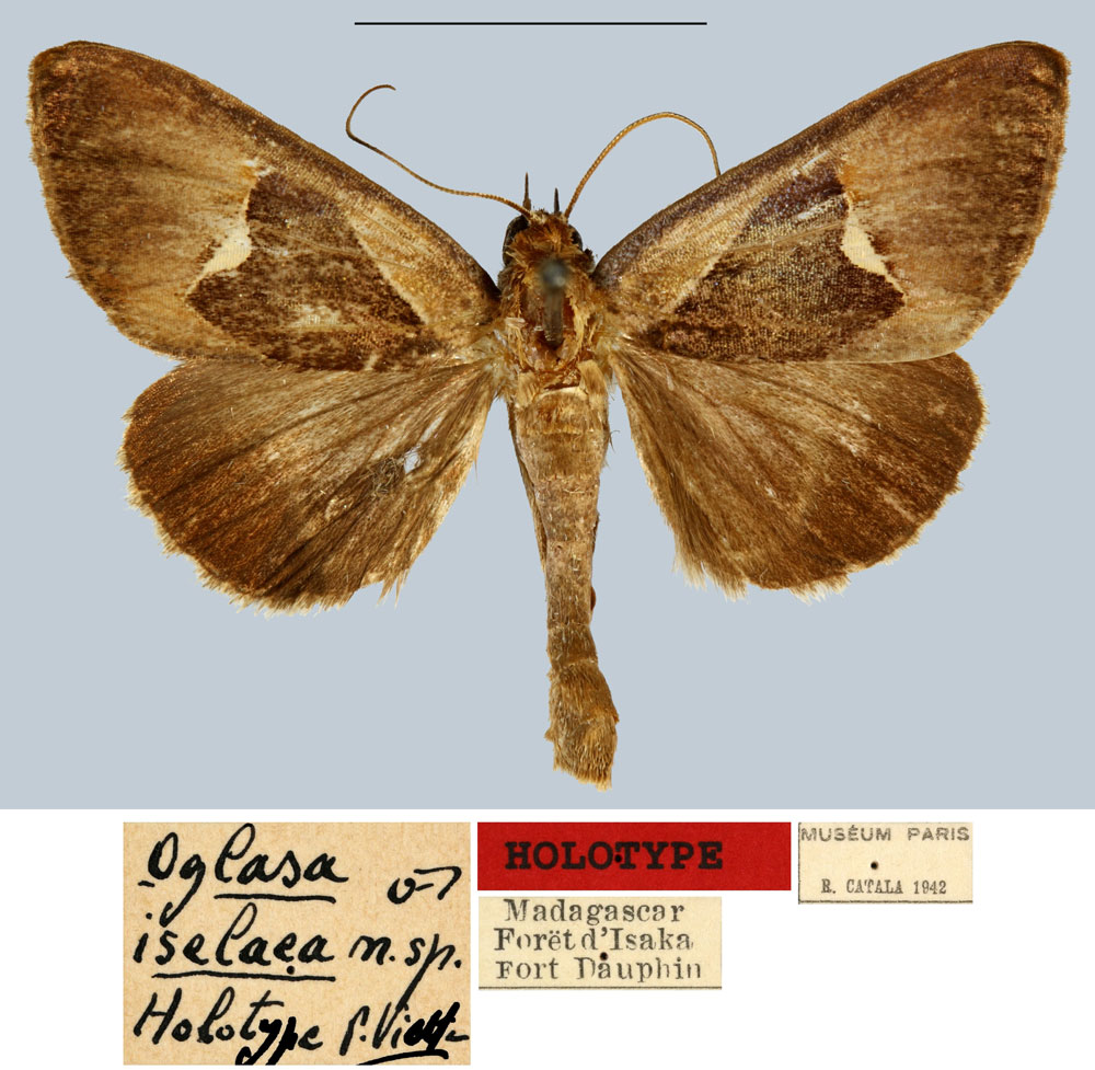 /filer/webapps/moths/media/images/I/iselaea_Oglasa_HT_MNHN.jpg