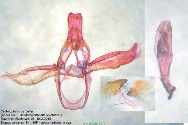 /filer/webapps/moths/media/images/I/isidis_Ceutholopha_GM_Bippus_Mru105.jpg