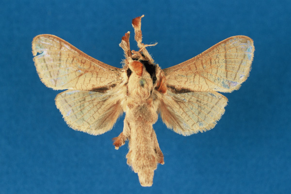 /filer/webapps/moths/media/images/I/isiroensis_Haberlandia_HT_RMCA.jpg