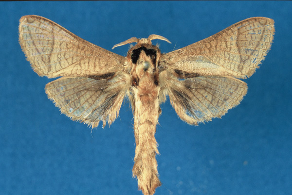 /filer/webapps/moths/media/images/I/isiroensis_Haberlandia_PTM_RMCA.jpg