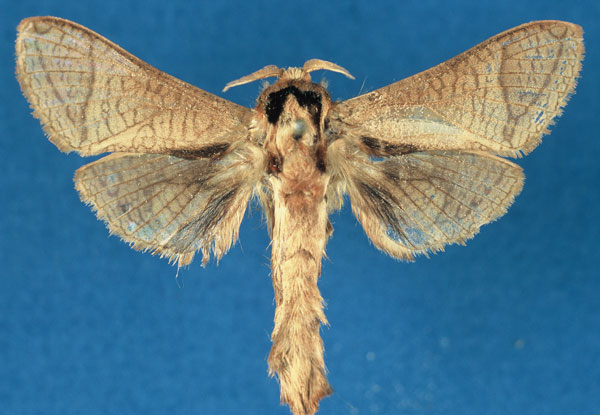 /filer/webapps/moths/media/images/I/isiroensis_Haberlandia_PTM_RMCA_DFqXU3J.jpg