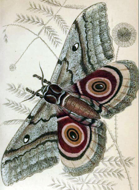 /filer/webapps/moths/media/images/I/isis_Gynanisa_Westwood_1841_13.jpg