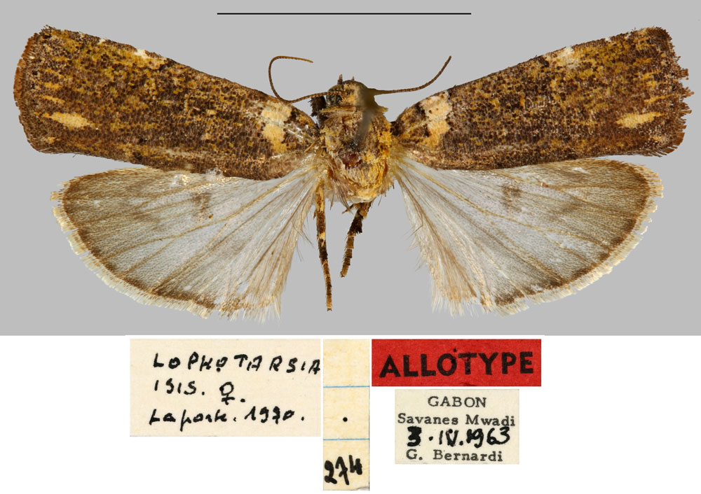 /filer/webapps/moths/media/images/I/isis_Lophotarsia_AT_MNHN.jpg