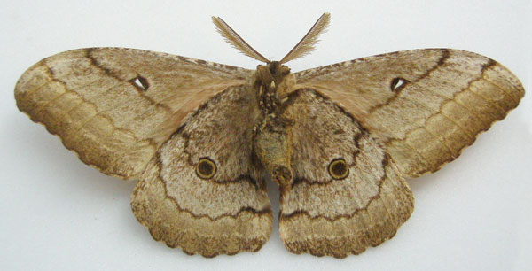 /filer/webapps/moths/media/images/I/isis_Saturnia_LT_NHMUKb.jpg