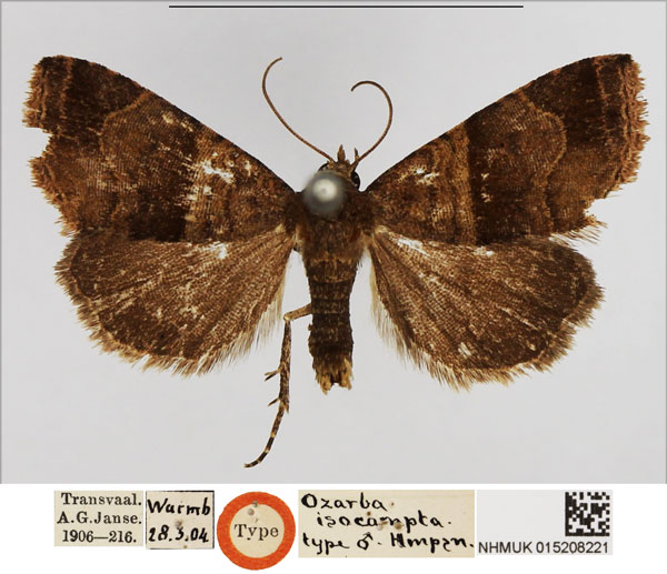 /filer/webapps/moths/media/images/I/isocampta_Ozarba_HT_NHMUK.jpg