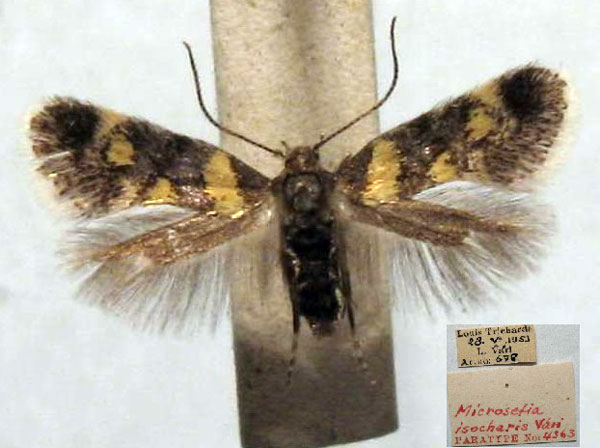 /filer/webapps/moths/media/images/I/isocharis_Chrysoesthia_PT_TMSA.jpg