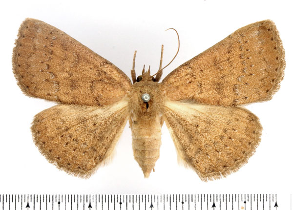 /filer/webapps/moths/media/images/I/isocyma_Saroba_AF_BMNH.jpg