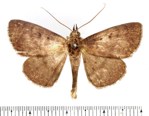 /filer/webapps/moths/media/images/I/isocyma_Saroba_AM_BMNH.jpg