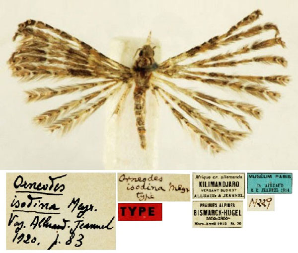 /filer/webapps/moths/media/images/I/isodina_Alucita_HT_MNHN.jpg