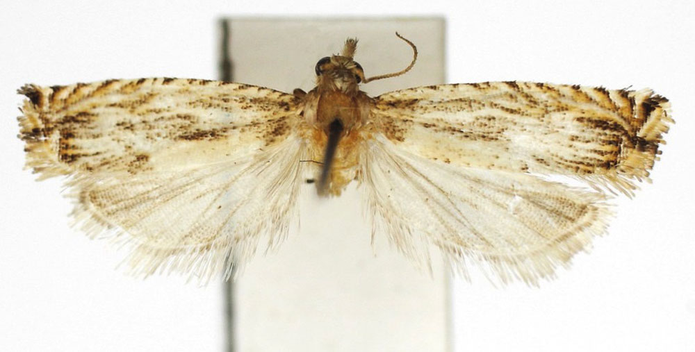 /filer/webapps/moths/media/images/I/isogramma_Tetramoera_AM_Bassi.jpg
