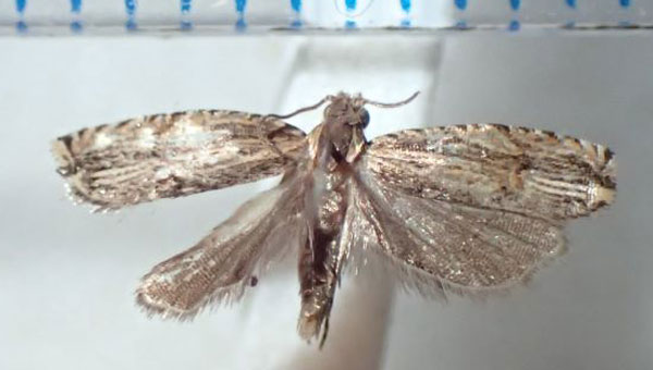 /filer/webapps/moths/media/images/I/isogramma_Tetramoera_AM_Bippus.jpg