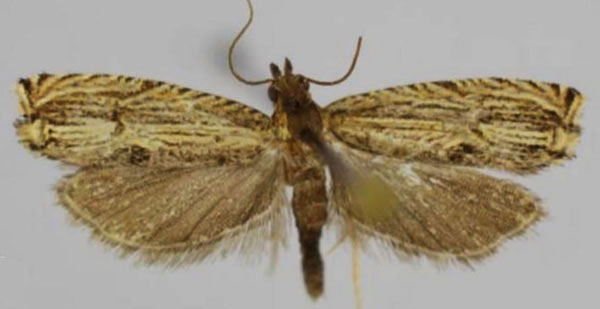 /filer/webapps/moths/media/images/I/isogramma_Tetramoera_AM_Trematerra.jpg