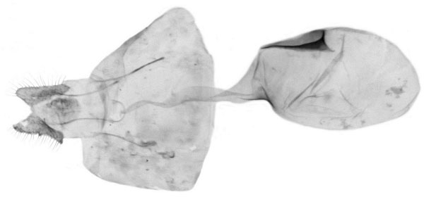 /filer/webapps/moths/media/images/I/isogramma_Tetramoera_GF_Bassi_6430.jpg
