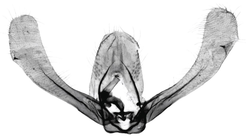 /filer/webapps/moths/media/images/I/isolata_Herpystis_GMHT_USNM.jpg
