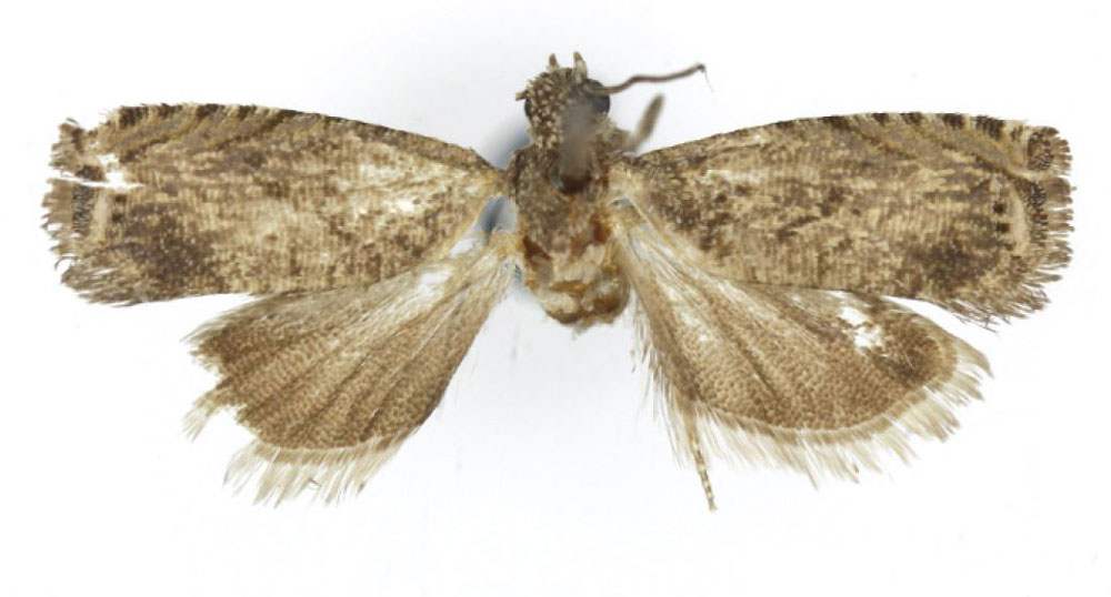 /filer/webapps/moths/media/images/I/isolata_Herpystis_HT_USNM.jpg