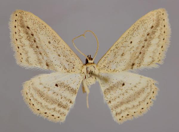 /filer/webapps/moths/media/images/I/isolata_Scopula_A_ZSM_01.jpg