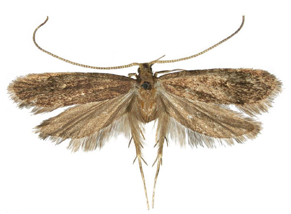 /filer/webapps/moths/media/images/I/isomitra_Lecithocera_AM_RMCA.jpg