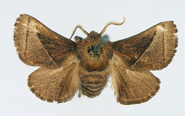 /filer/webapps/moths/media/images/I/isophanes_Omocenoides_AM_TMSA_01.jpg