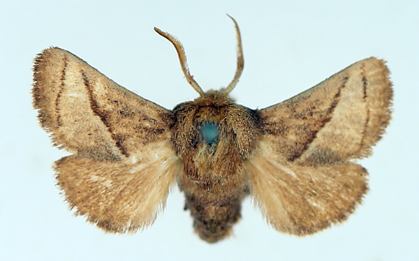 /filer/webapps/moths/media/images/I/isophanes_Omocenoides_AM_TMSA_02.jpg