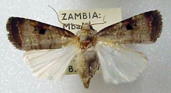 /filer/webapps/moths/media/images/I/isopleura_Agrotis_AF_BMNH.jpg