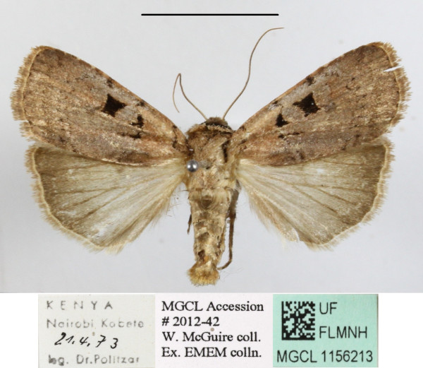 /filer/webapps/moths/media/images/I/isopleura_Agrotis_A_MGCLa_01.JPG