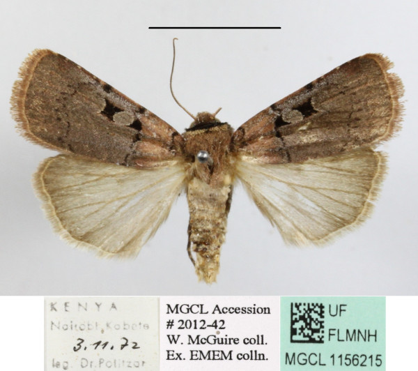 /filer/webapps/moths/media/images/I/isopleura_Agrotis_A_MGCLa_02.JPG