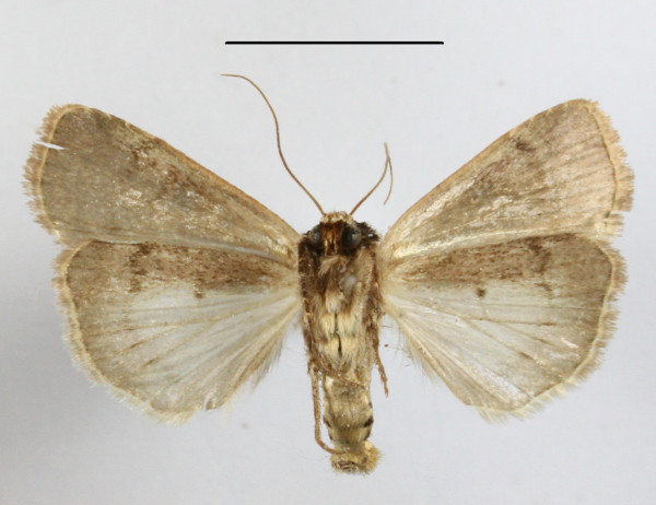 /filer/webapps/moths/media/images/I/isopleura_Agrotis_A_MGCLb_01.JPG