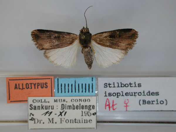 /filer/webapps/moths/media/images/I/isopleuroides_Stilbotis_AT_RMCA.jpg