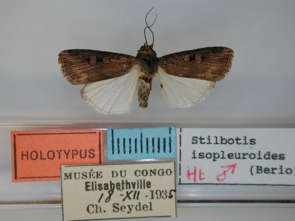 /filer/webapps/moths/media/images/I/isopleuroides_Stilbotis_HT_RMCA.jpg
