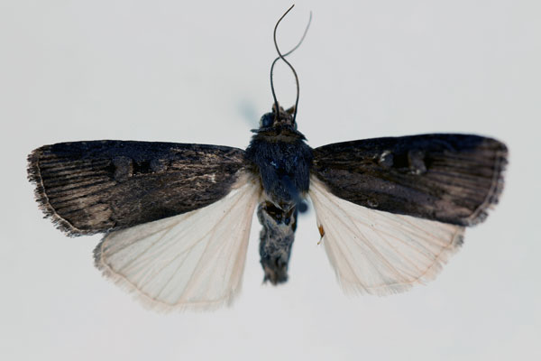 /filer/webapps/moths/media/images/I/isopleuroides_Stilbotis_HT_RMCA_02.jpg
